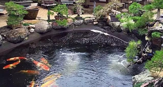 別墅景觀魚池如何設(shè)計才能更好的養(yǎng)好魚呢？