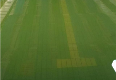 廣東接連暴雨！雨后游泳池水體發(fā)綠怎么清理？